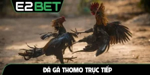 Đá gà thomo trực tiếp