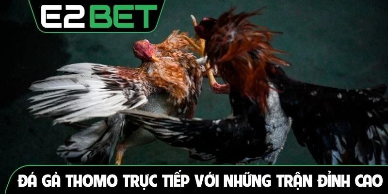 Đá gà Thomo trực tiếp với những trận đấu đỉnh cao