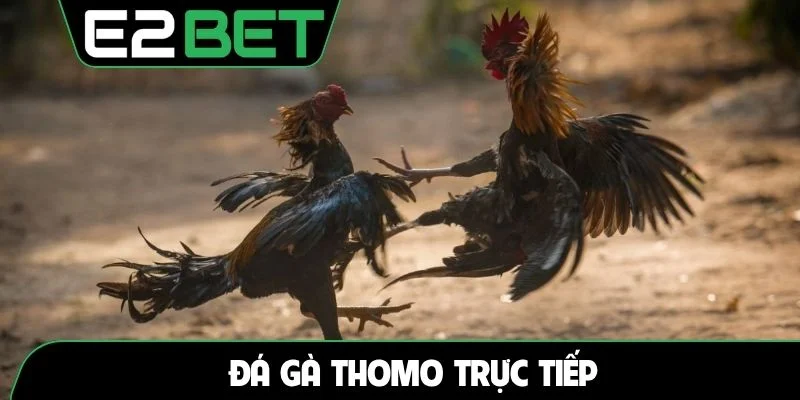 Đá gà thomo trực tiếp