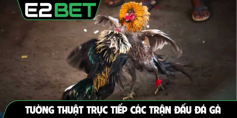 Tường thuật trực tiếp các trận đấu đá gà